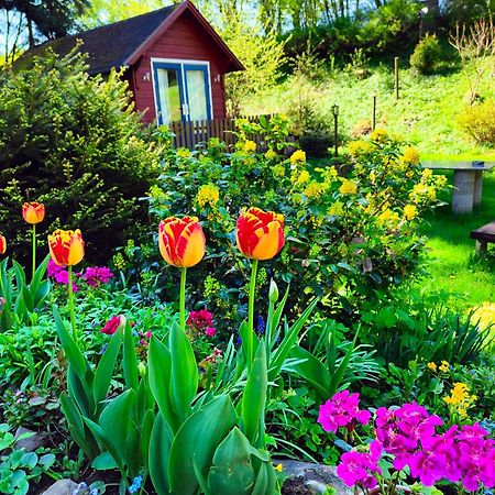 Bed And Breakfast Tvrz Velká Bukovina Eksteriør bilde